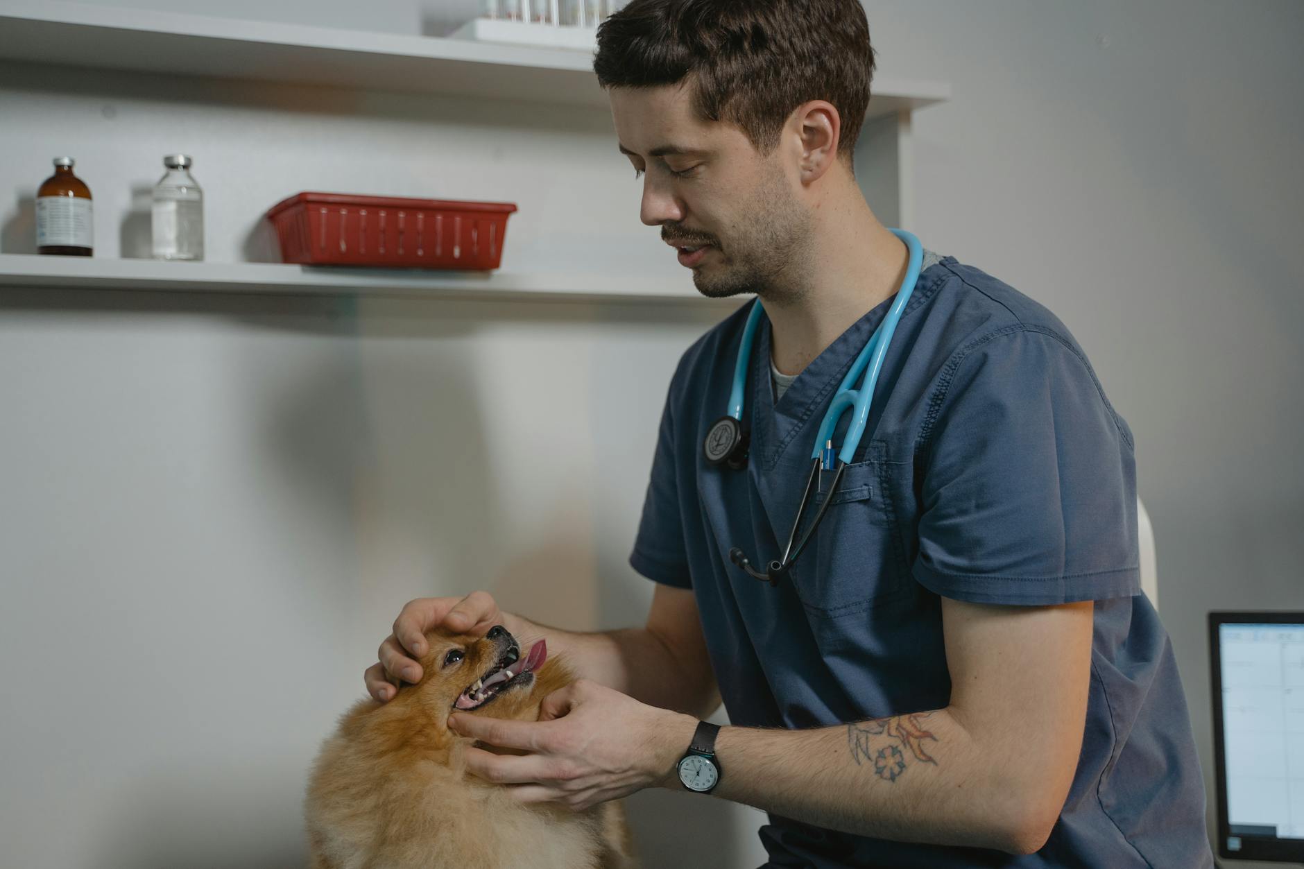 The Hidden Costs of Running a Vet Clinic via WhatsApp